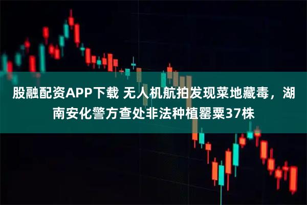 股融配资APP下载 无人机航拍发现菜地藏毒，湖南安化警方查处非法种植罂粟37株